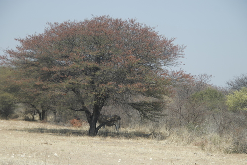 Bastard Umbrella Thorn
