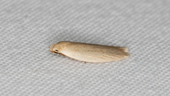 Scieropepla