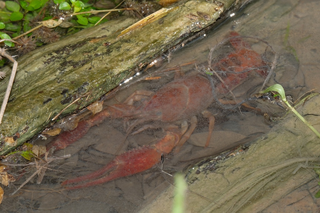 Albaugh's crayfish