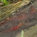 Procambarus albaughi - Photo Δεν διατηρούνται δικαιώματα, uploaded by Brady Reed