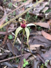 Caladenia colorata