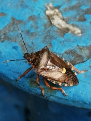Pinthaeus sanguinipes