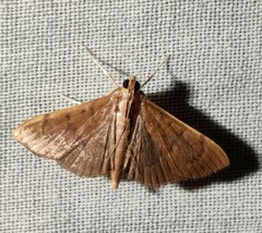 Herpetogramma phaeopteralis