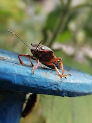 Pinthaeus sanguinipes