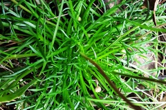 Brachyscome ptychocarpa