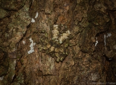 Stephanopis carcinoides