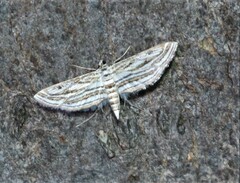 Parapoynx fluctuosalis