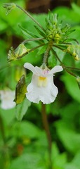 Nemesia floribunda