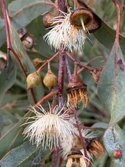 Eucalyptus leucoxylon