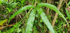 Pteris cretica