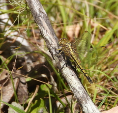 Orthetrum caledonicum