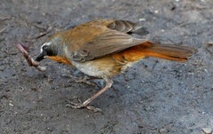 Cossypha caffra caffra