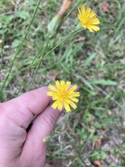Scorzoneroides autumnalis