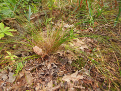 Juncus dudleyi