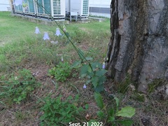 Adenophora triphylla