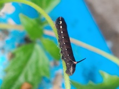 Hippotion boerhaviae