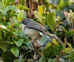 Apalis thoracica