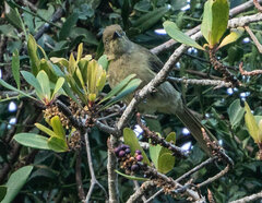 Andropadus importunus