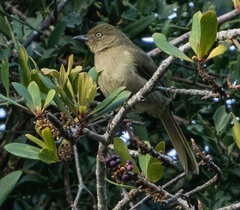 Andropadus importunus