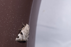 Brevipecten consanguis