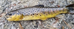 Salmo trutta fario