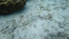 Parupeneus barberinus