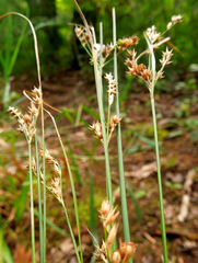 Juncus dudleyi
