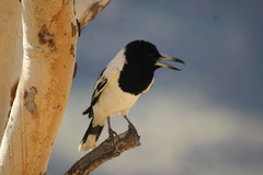 Cracticus nigrogularis