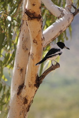 Cracticus nigrogularis