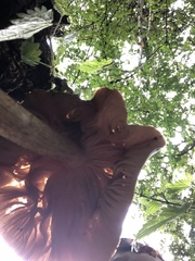 Cortinarius trivialis