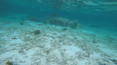 Kyphosus cinerascens