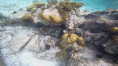 Sargocentron seychellense