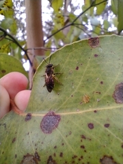 Parasphecodes