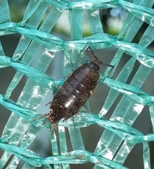 Holoverticata