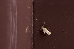 Stathmopoda