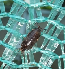 Holoverticata