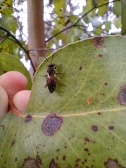 Parasphecodes