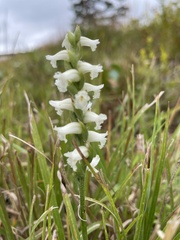 Spiranthes cernua