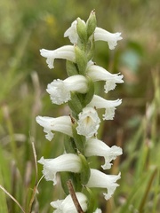 Spiranthes cernua