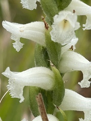 Spiranthes cernua