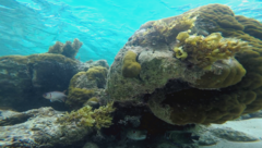 Myripristis violacea