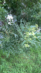 Styphnolobium japonicum