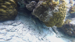 Neoniphon sammara