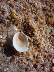 Patella ulyssiponensis