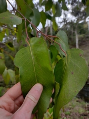 Eucalyptus obliqua