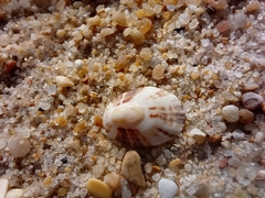 Patella ulyssiponensis