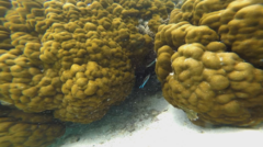 Labroides dimidiatus