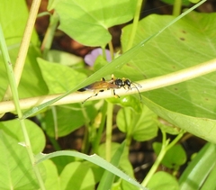 Sceliphron madraspatanum