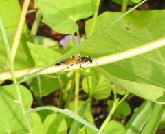 Sceliphron madraspatanum