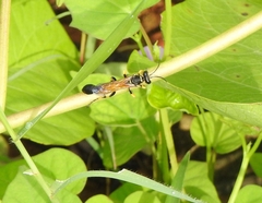 Sceliphron madraspatanum